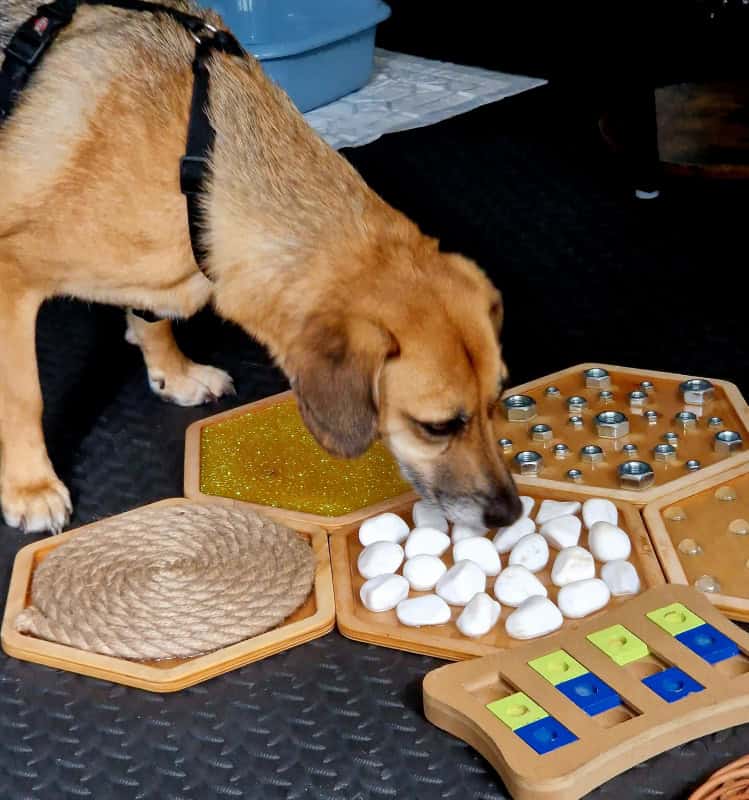 Broszka w salce sensorycznej dla psów w Gdańsku