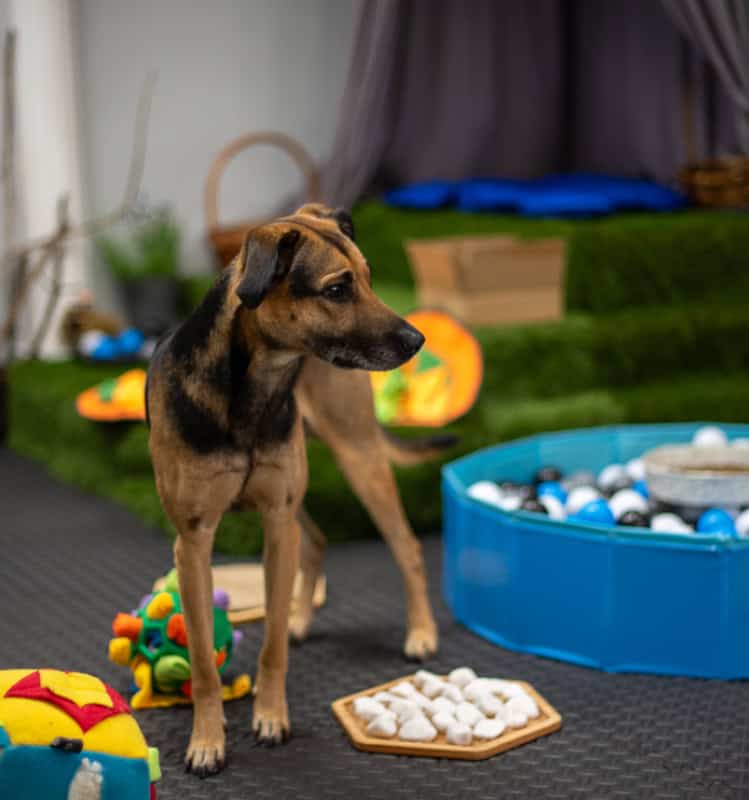 Draco w salce sensorycznej dla psów w Gdańsku