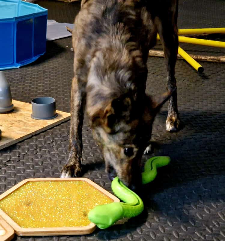 Lucy w salce sensorycznej dla psów w Gdańsku