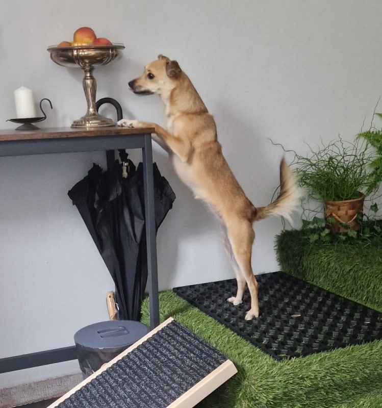 Mija w salce sensorycznej dla psów w Gdańsku