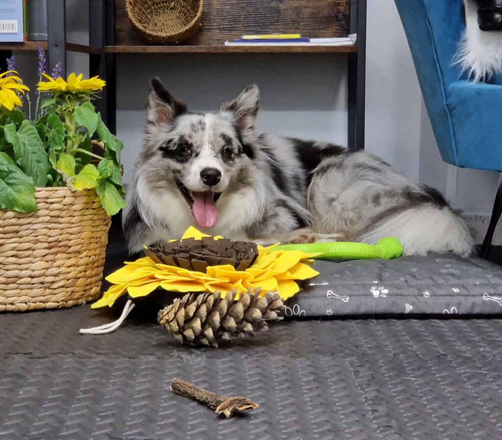 Pierwsza salka sensoryczna dla psów w Gdańsku