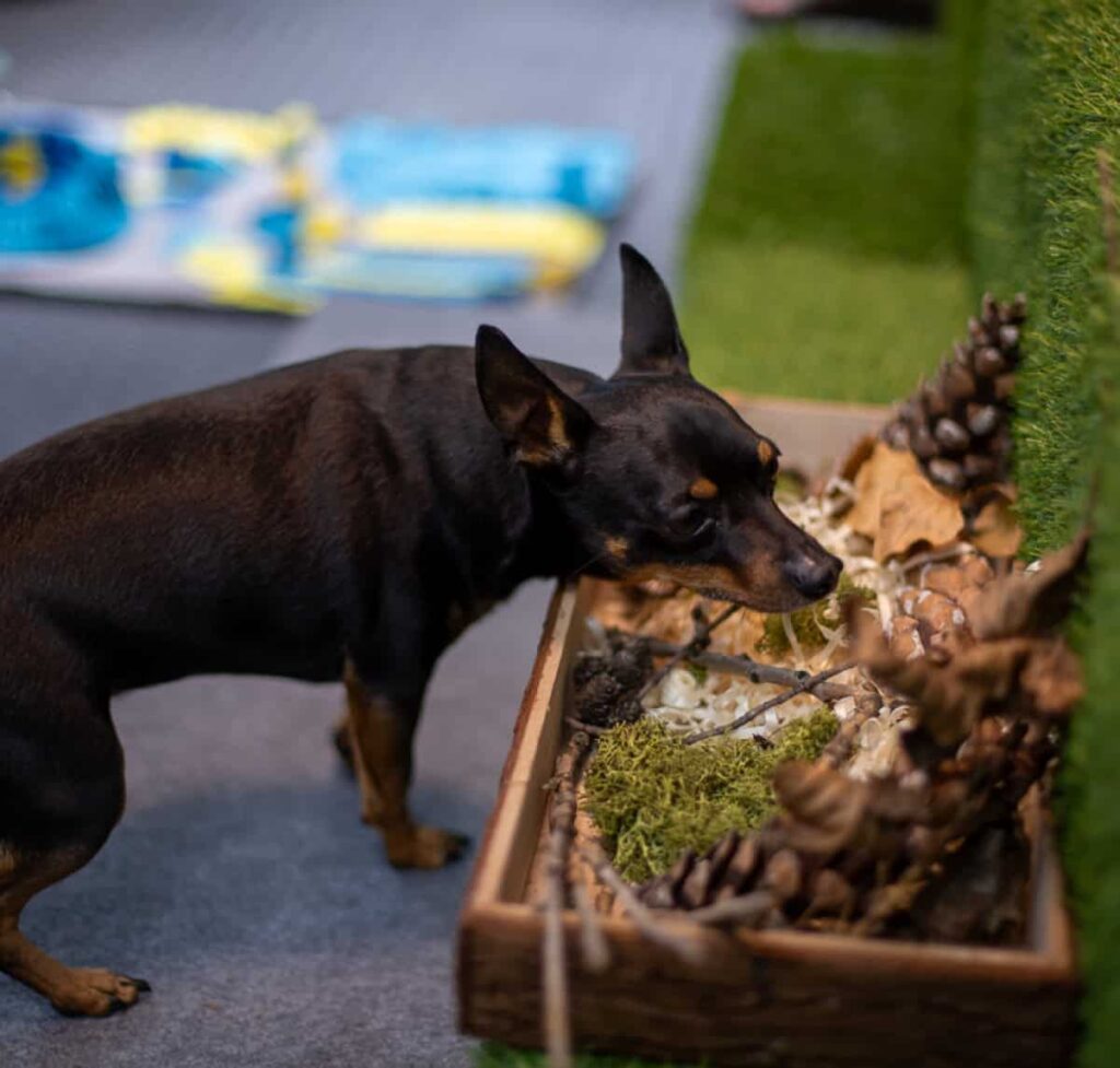Salka sensoryczna Gdańsk Niuchatka zdjęcia i filmy