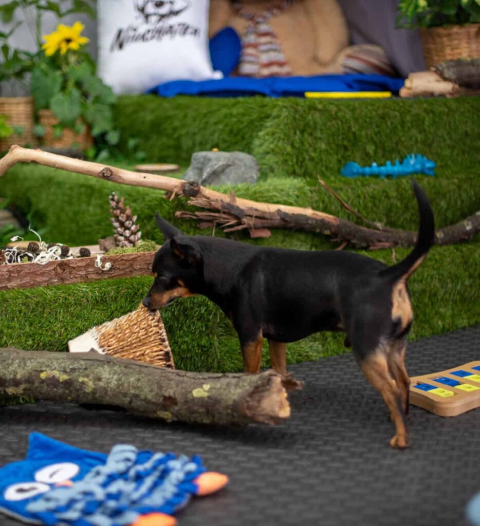 Salka sensoryczna dla psów Gdańsk