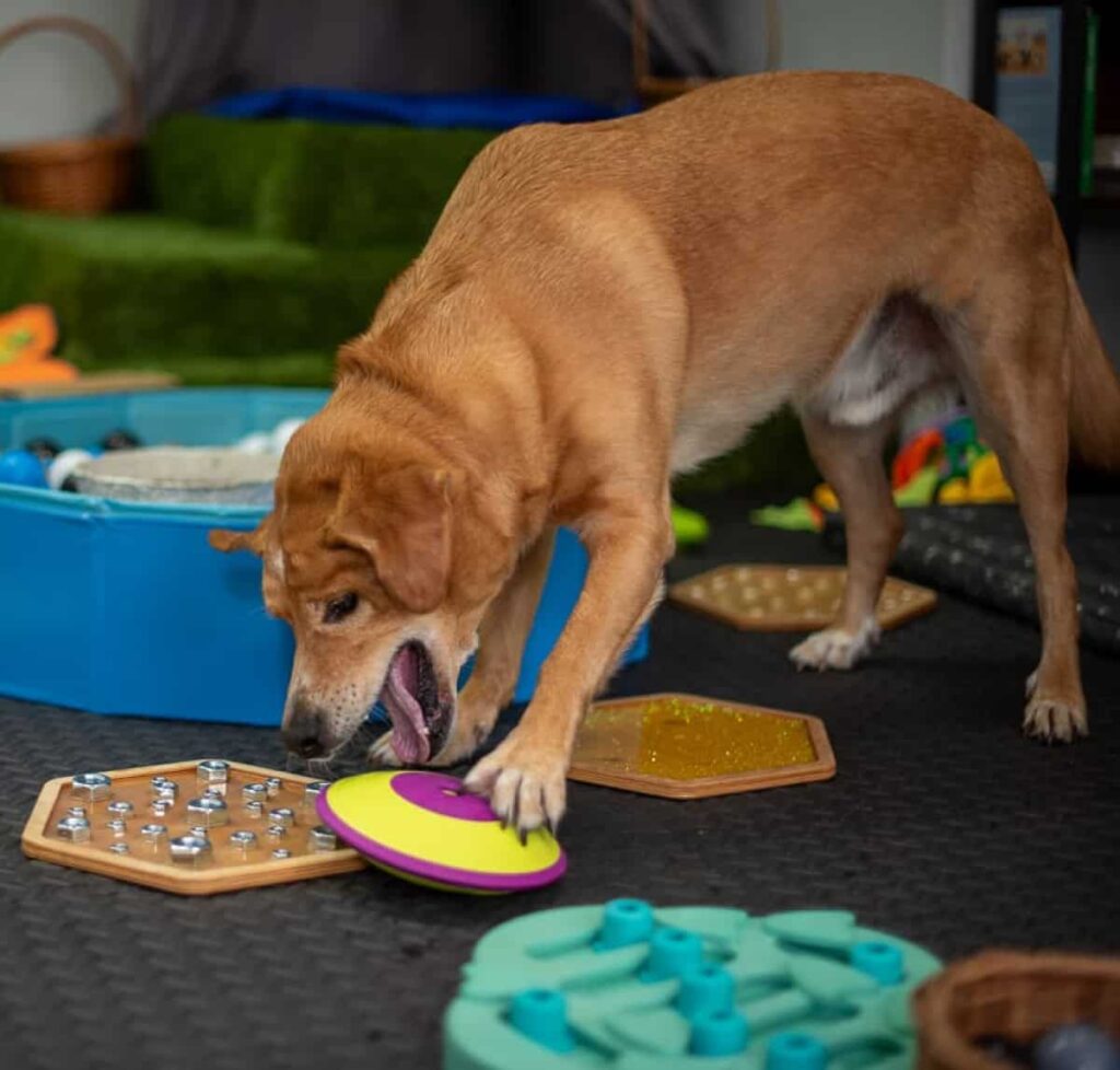 Salka sensoryczna dla psów w Gdańsku