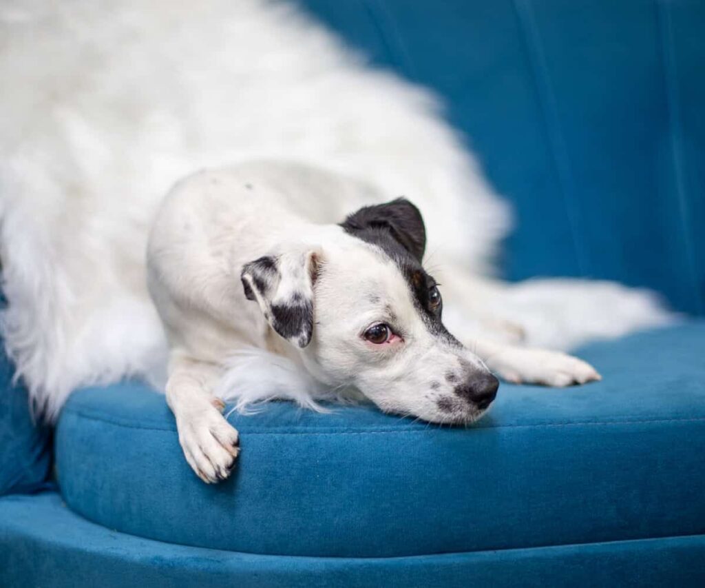 pies sala sensoryczna