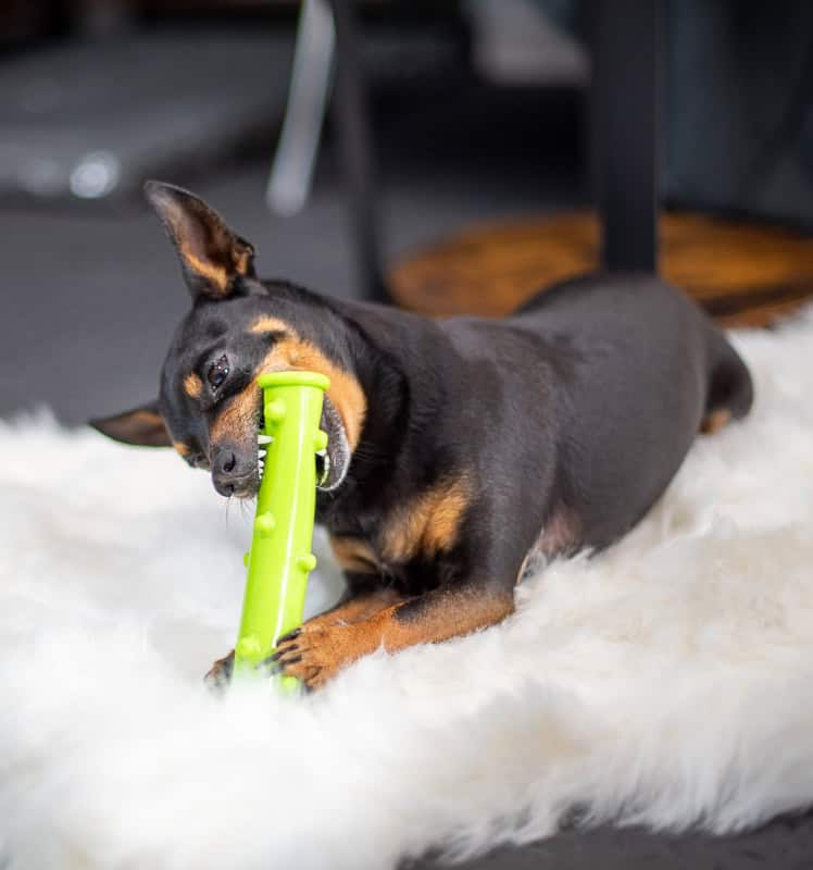 sala sensoryczna dla psów Gdańsk