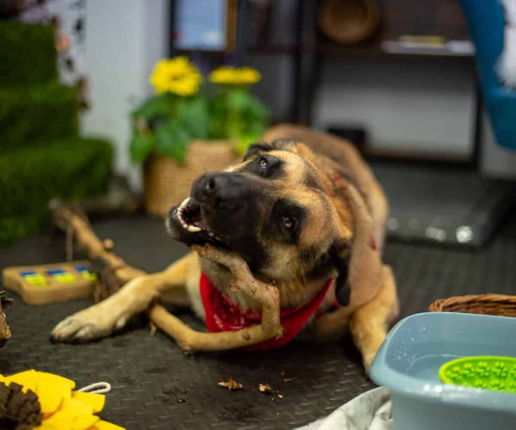 sala sensoryczna pies