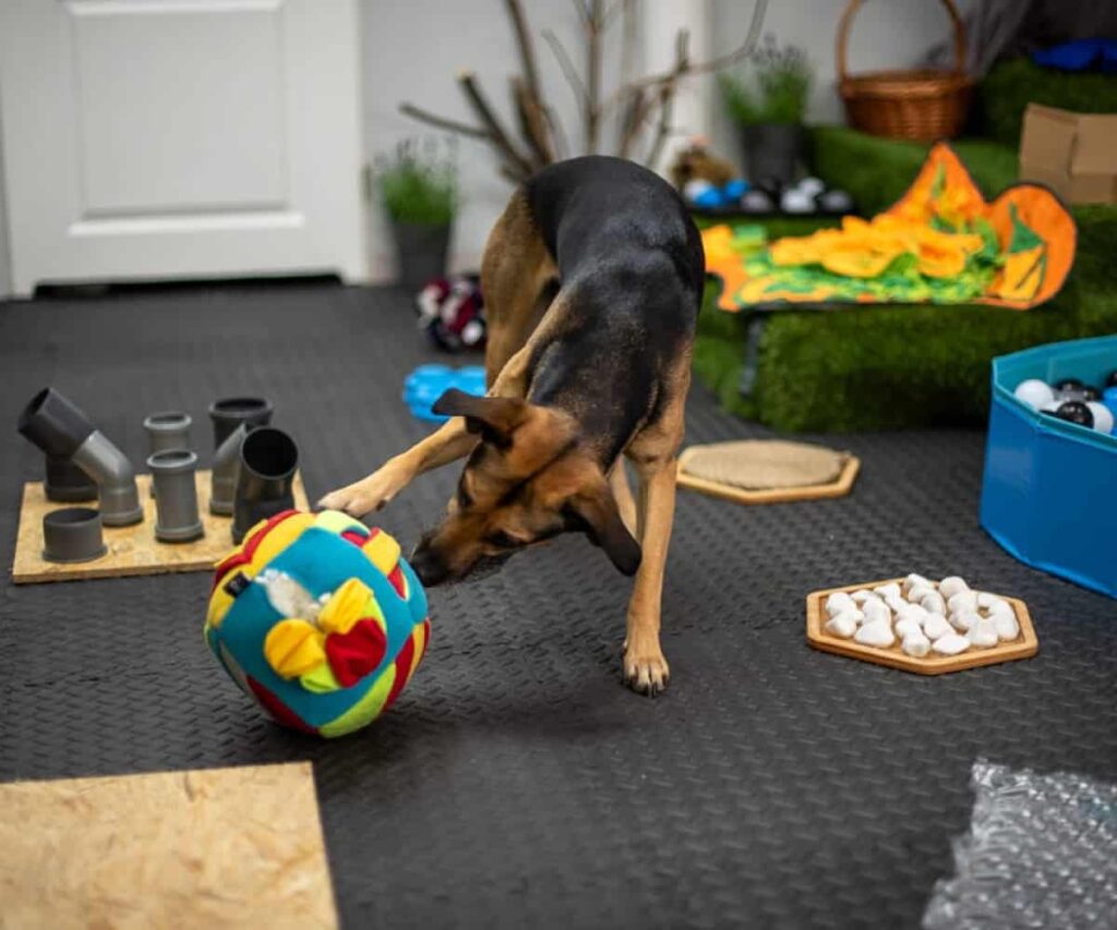 salka sensoryczna Niuchatka