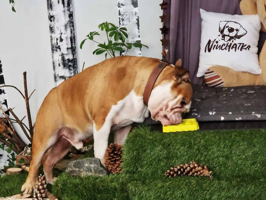 salka sensoryczna Niuchatka galeria zdjęć 4