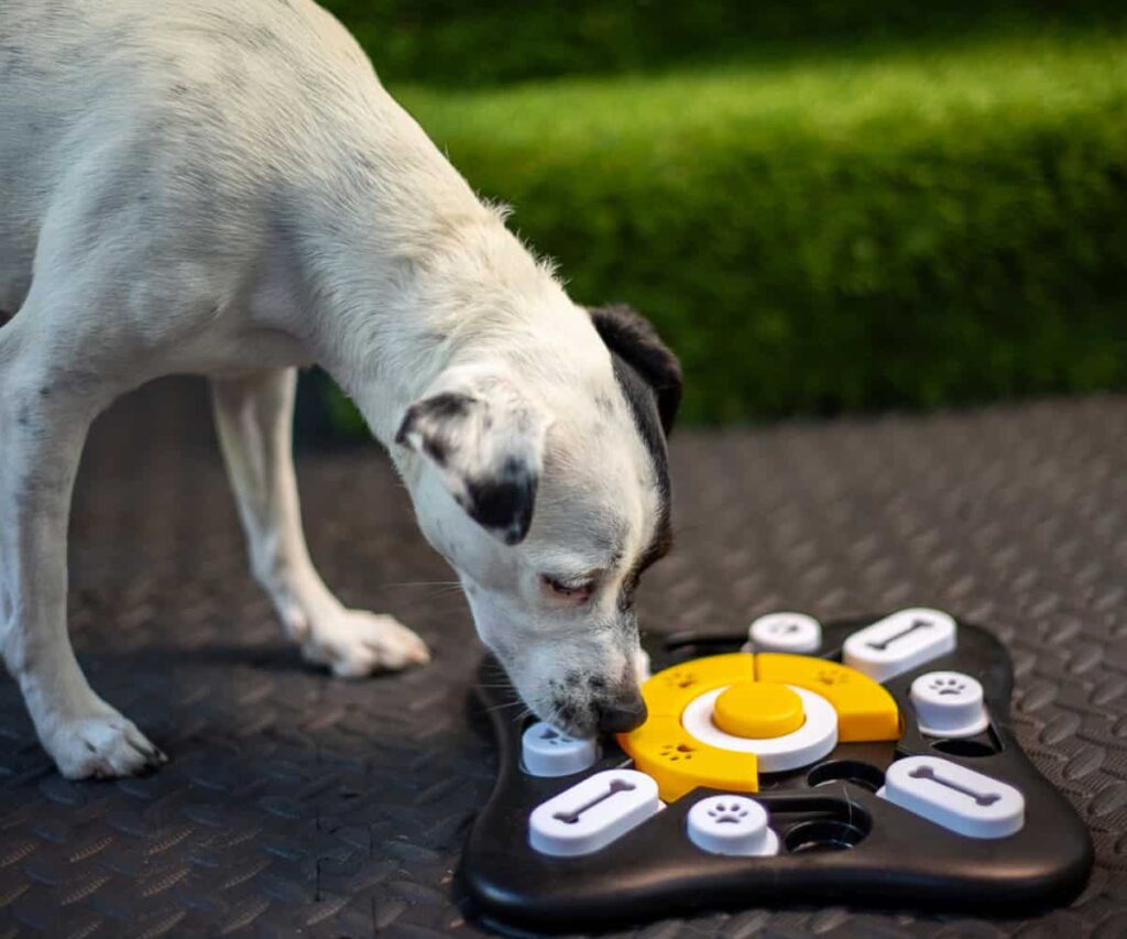 salka sensoryczna pies